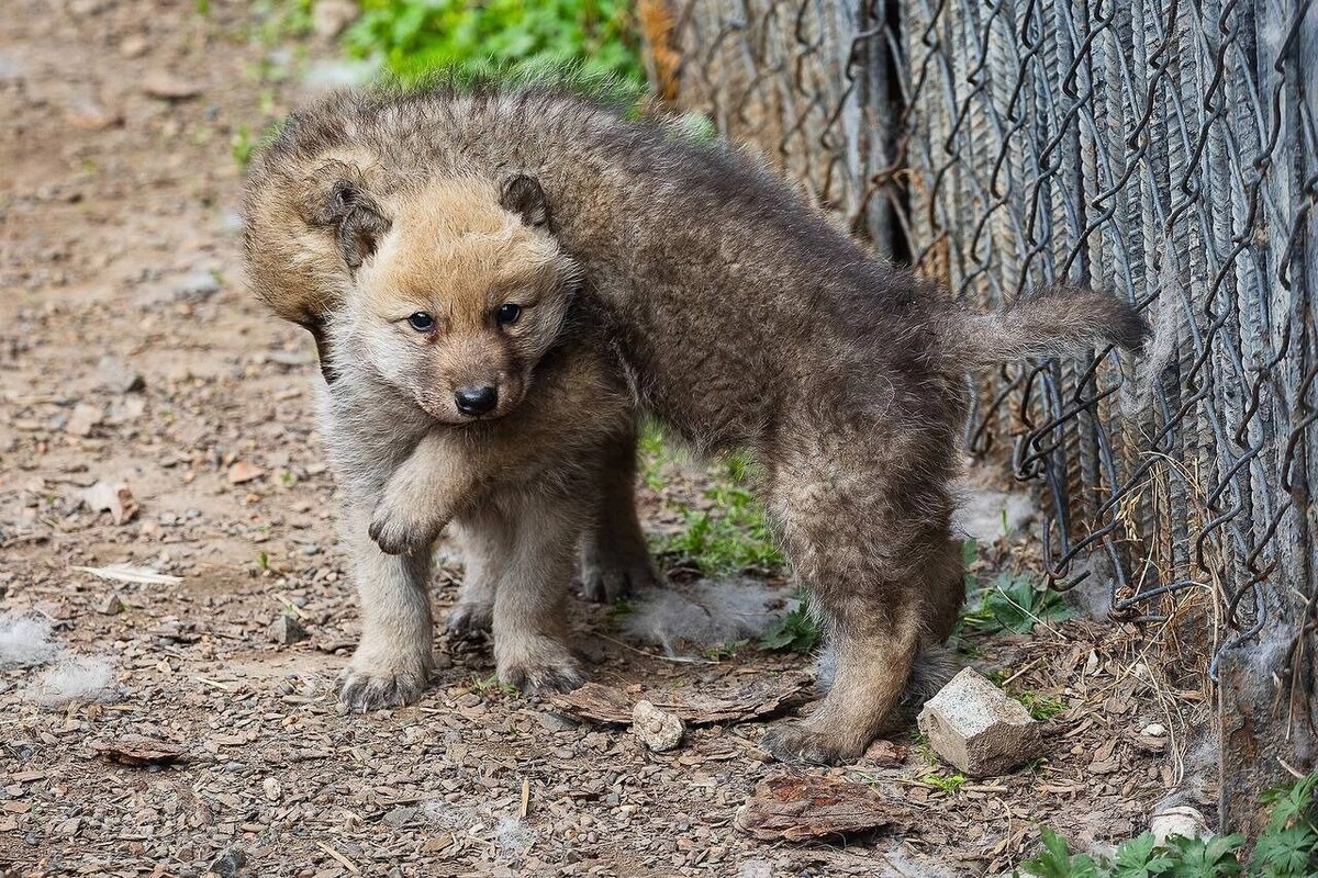     Источник: t.me/roev_ruchey