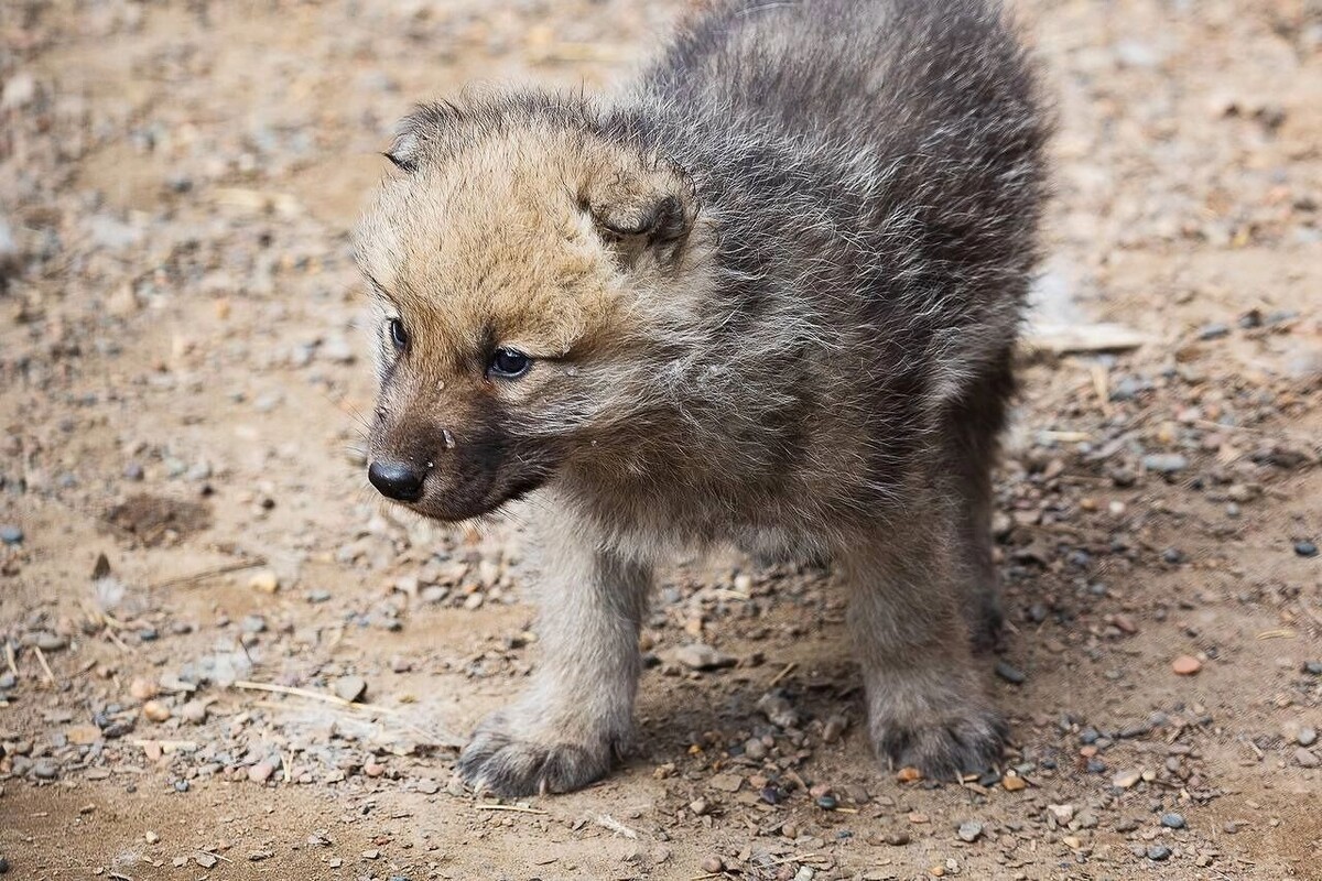     Источник: t.me/roev_ruchey