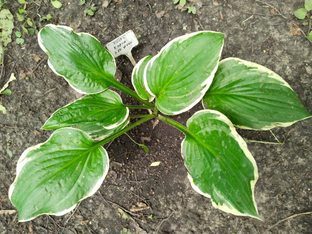 Те же две почки