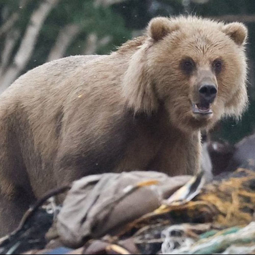 Оно предназначено для геологоразведочных экспедиций, туристических маршрутов и районов, где велика вероятность столкновения человека со зверьми.