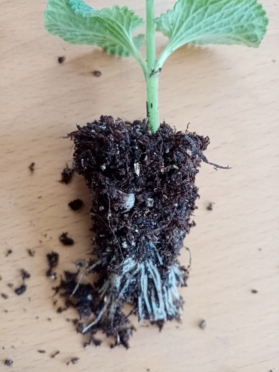 Корешки за 8 дней!