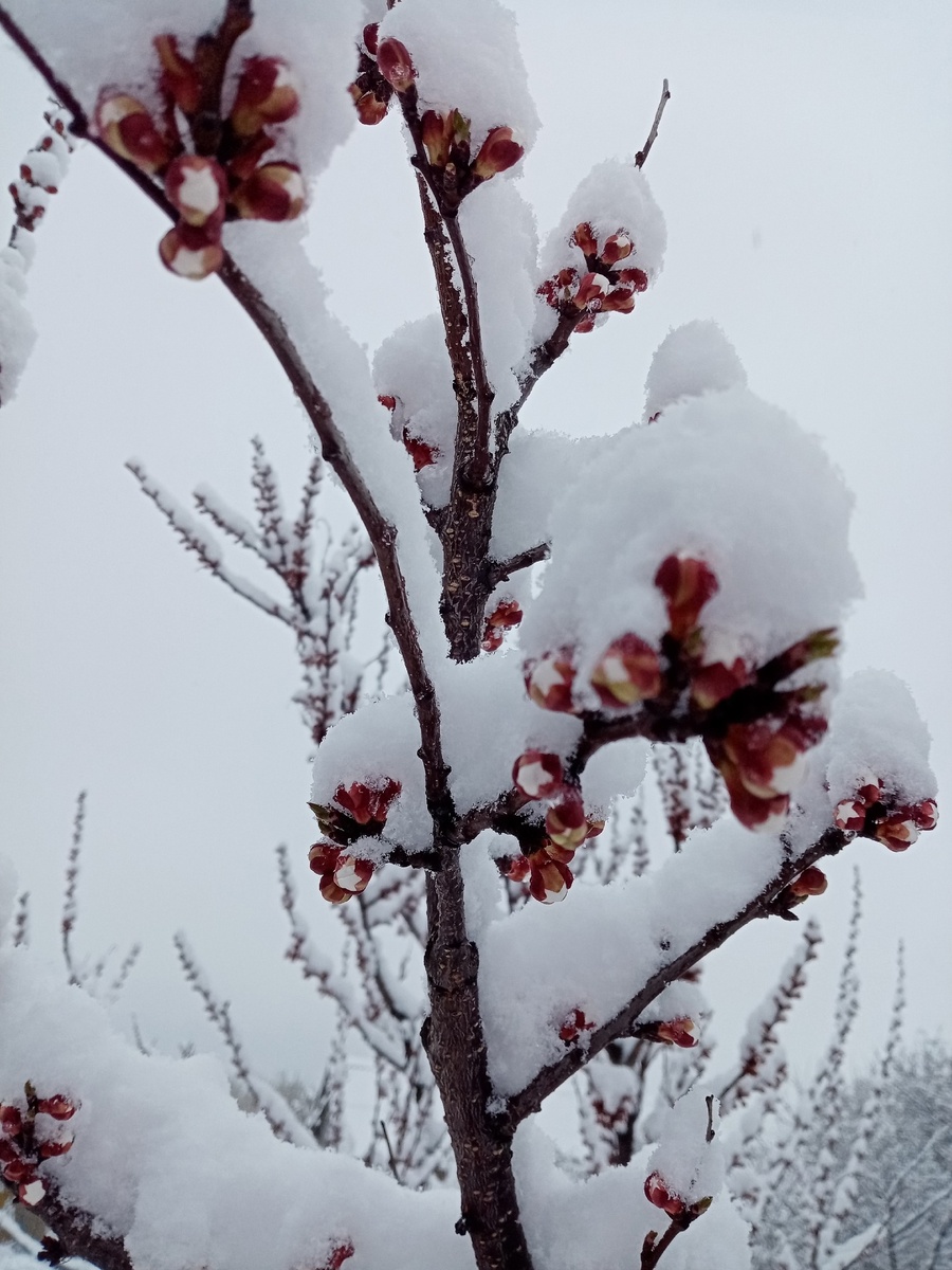 Абрикосы под снегом.