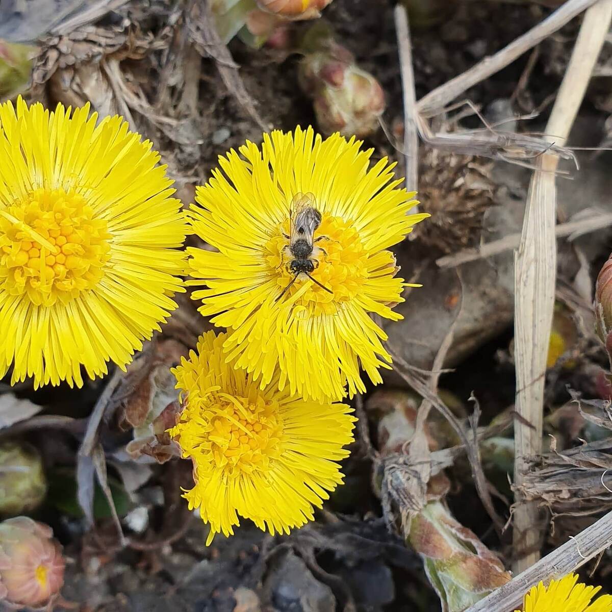 Андрена на цветах мать-и-мачехи. Людмила Лобкова
