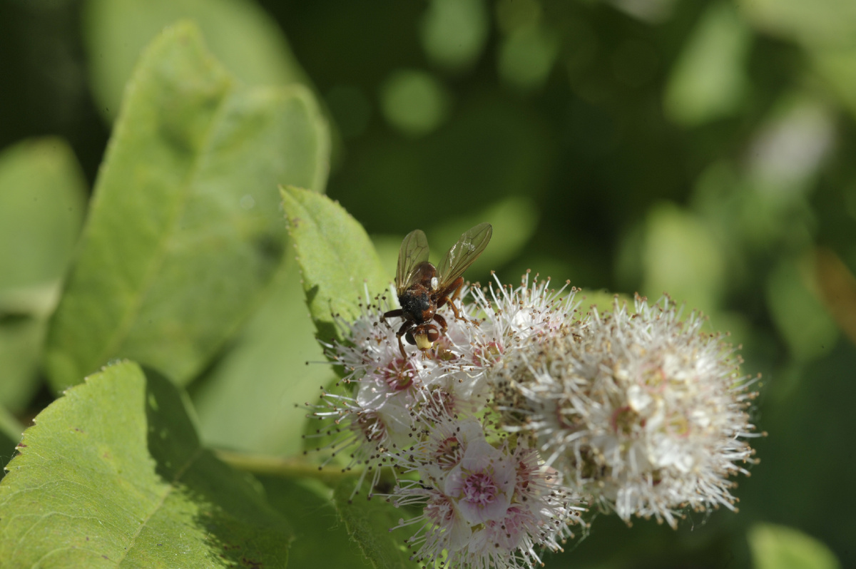 Пчела колетида. Владимир Зыков