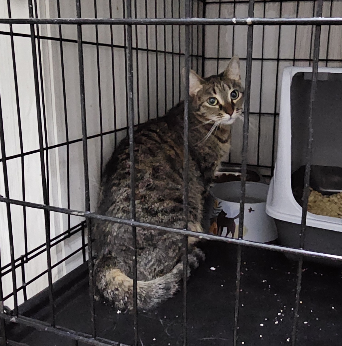 Фото автора. Наша Ласка.