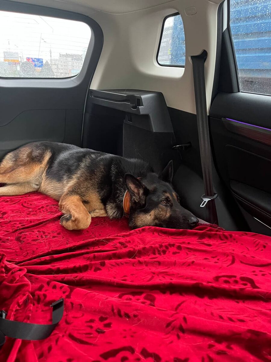 Пряник после дачи знает что он едет домой, где его ждёт ужин, мягкая лежанка и спокойствие.