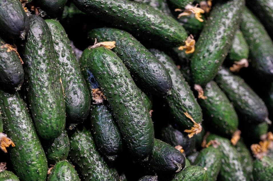    Фото: Sergey Elagin/Business Online/Globallookpress