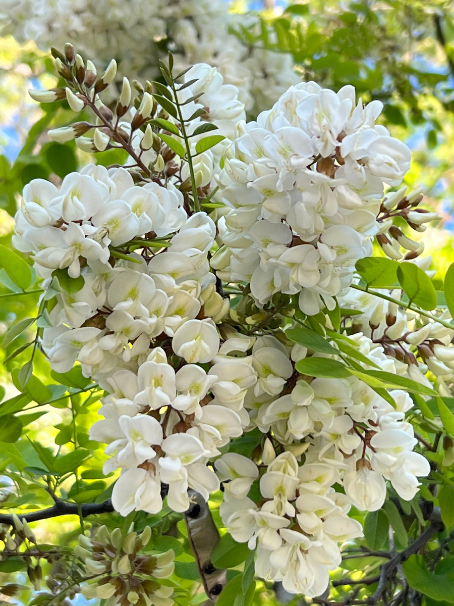 фото из сети. Акация на солнце.