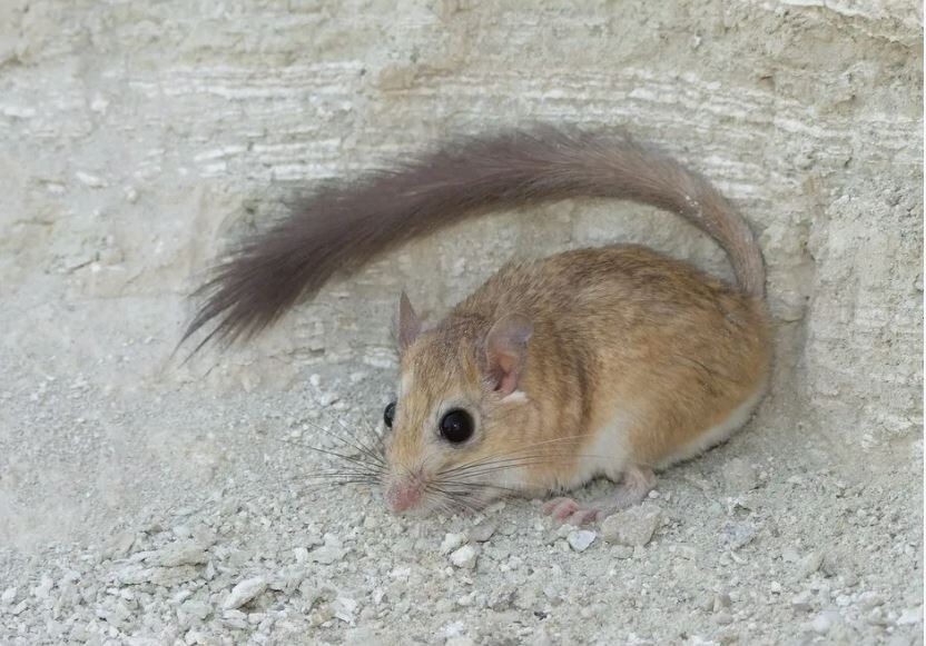 Вот это сикитамус))