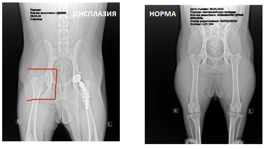 слева снимок моей Джеки, сейчас у нас с обеих сторон стоят протезы
