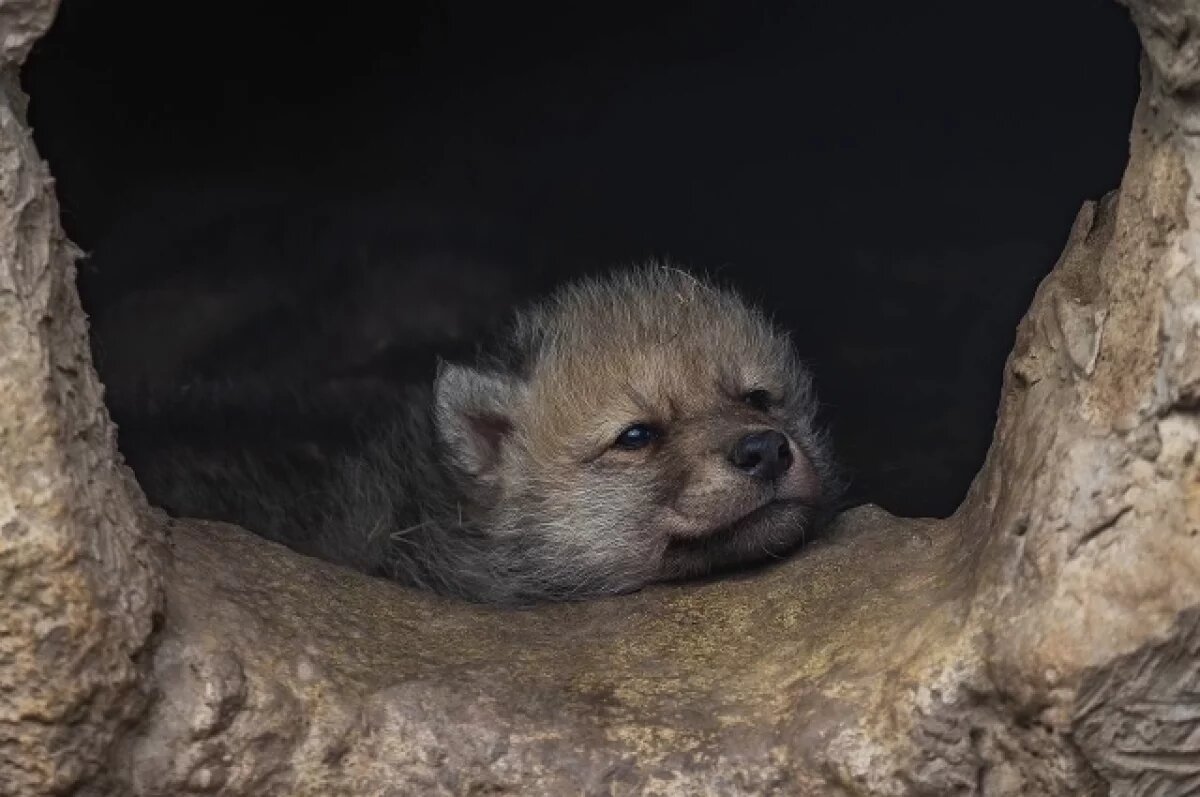    Красноярцам показали арктических волчат, родившихся месяц назад