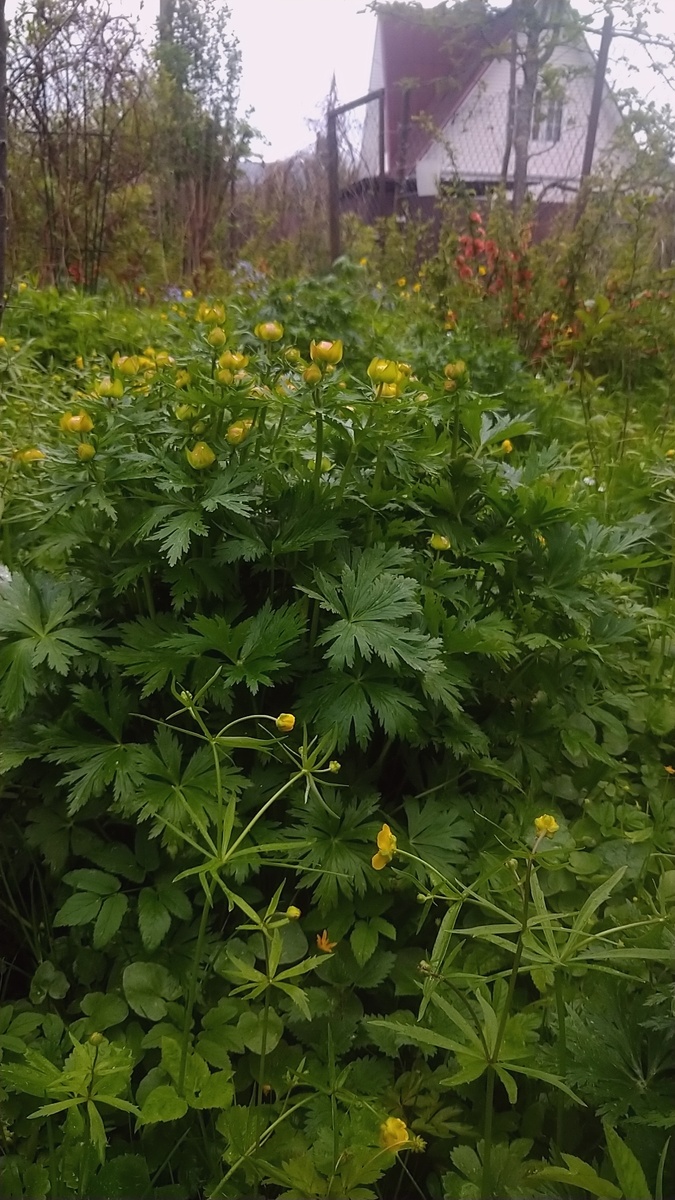 Куст Купальницы Европейской