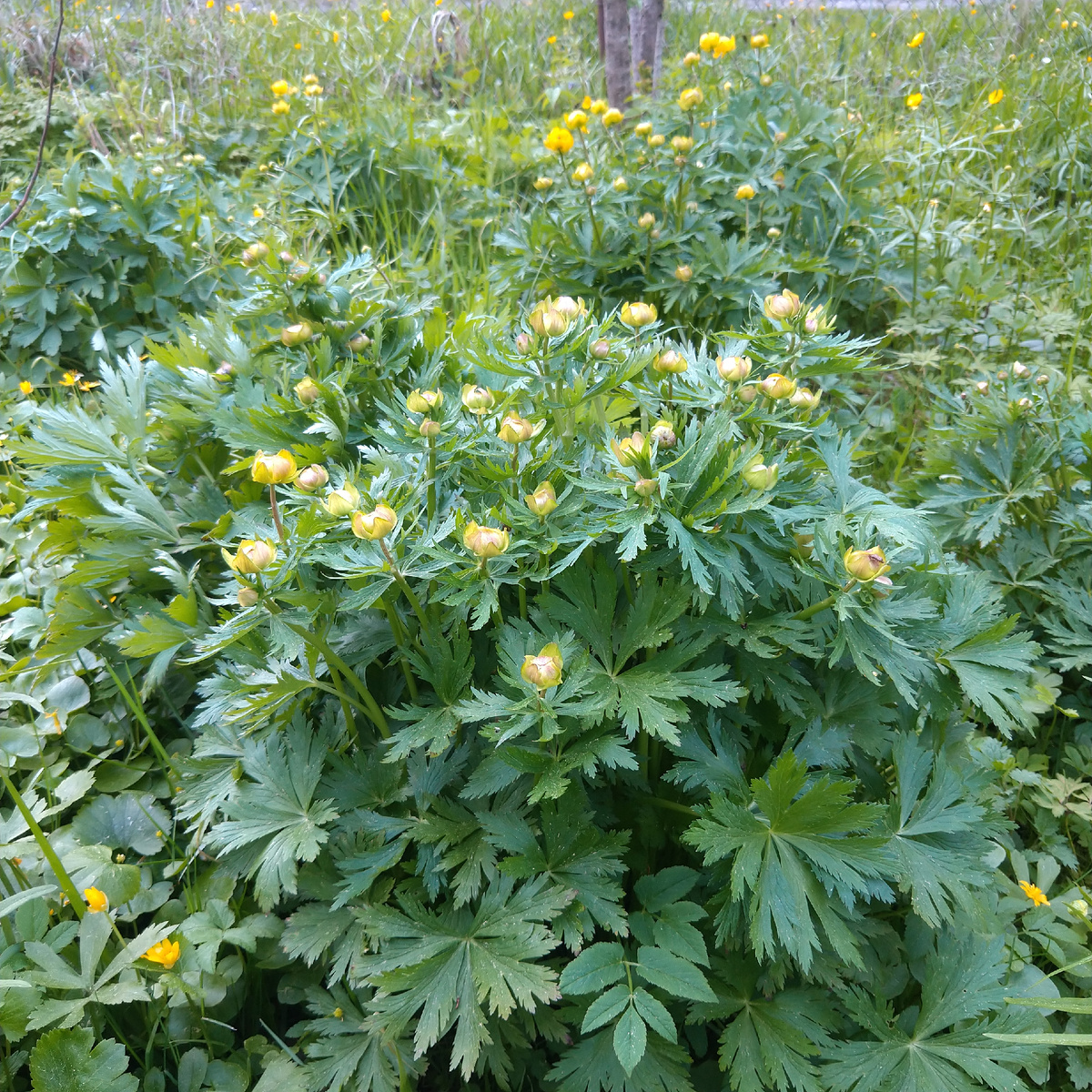 Кусты купальницы, размноженные самосевом