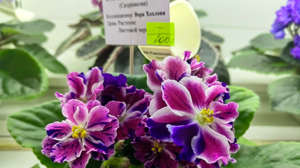 Сорт РМ-Павлиний глаз. Фото автора