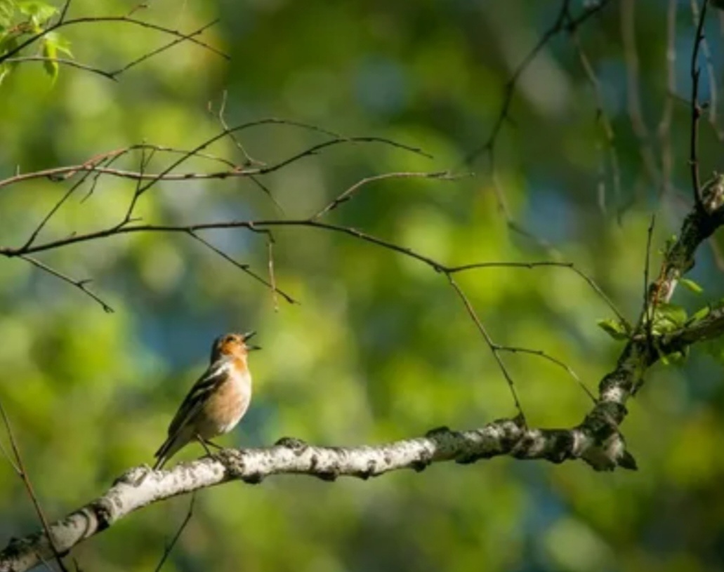 Фото из открытых источников 