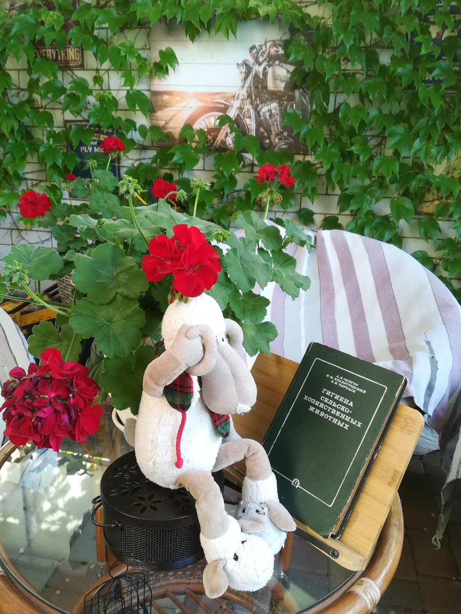 Гуляш решил гигиену изучить. От сальмонеллеза подальше. Кстати, знакомьтесь - Гуляш, мой рабоче-садовый фей. 