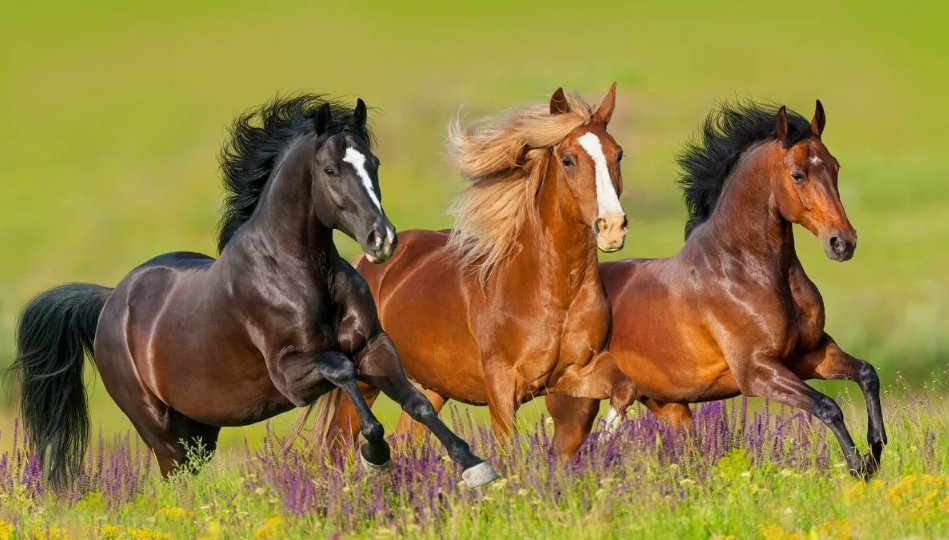 Сага о Копытах и Крыльях: Лошадь, которая не сошла со сцены истории