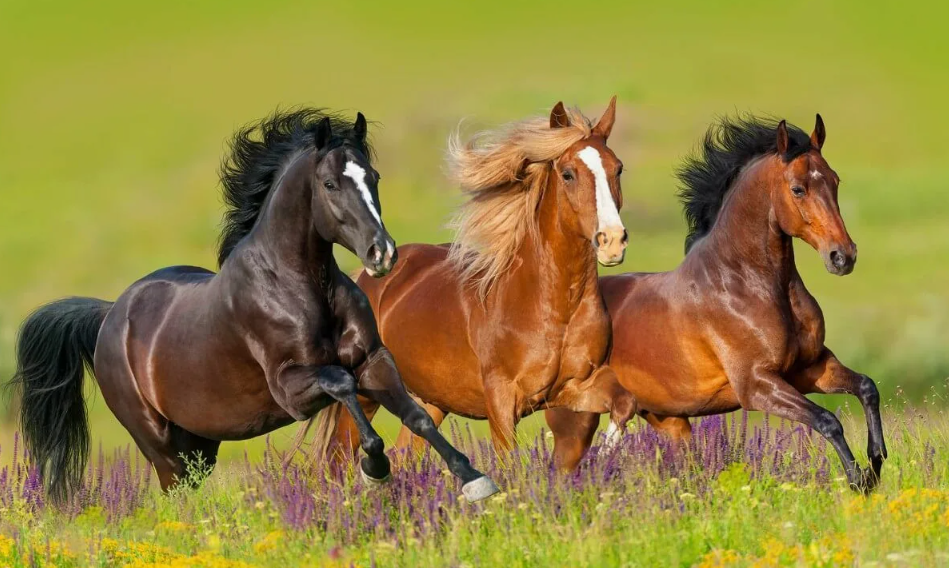 Впервые боевые колесницы, запряжённые лошадьми, появились у народов Древнего Ближнего Востока — гиксосов, хеттов и египтян — ещё в XVII–XVI веках до н. э.. Эти машины войны были настоящим ноу-хау своего времени: легки, манёвренны, смертоносны. В колесницу обычно садились два человека — воин с копьём или луком и возница. Превосходство в битвах зависело не от числа солдат, а от числа хорошо обученных лошадей.