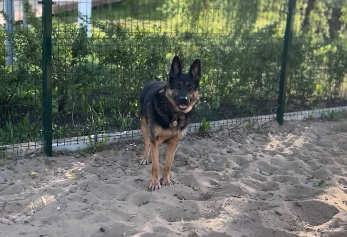 апрель 2025. Каждая прогулка с Пряником — это наш общий ритуал, точка опоры. 