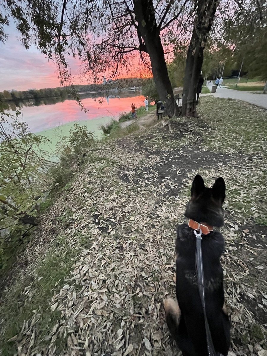 октябрь 2024 год. Наши первые прогулки с Пряником.