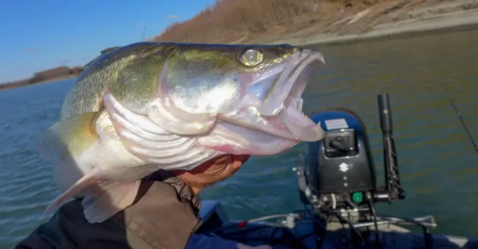 Судак пойман на спиннинг. Джиг, осень, Обь.