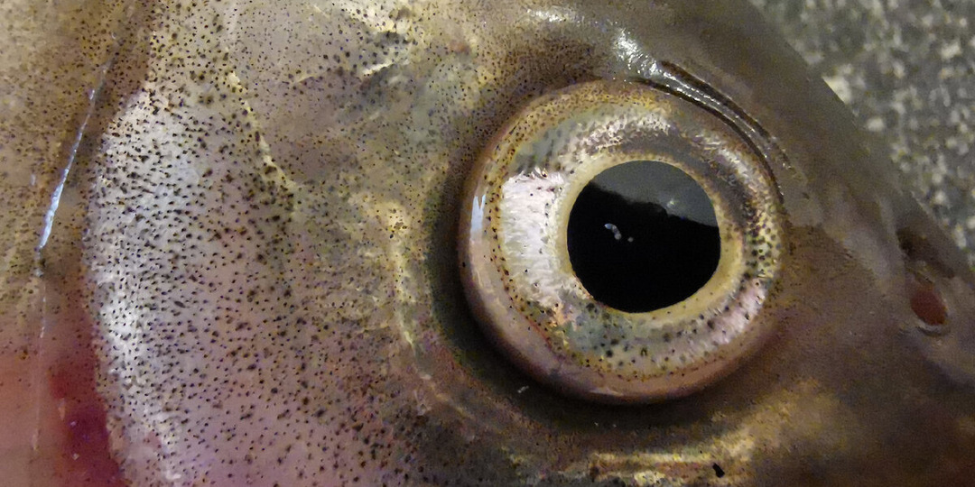 Эту рыбу не ем: Отпускаю, если попалась. А вы?