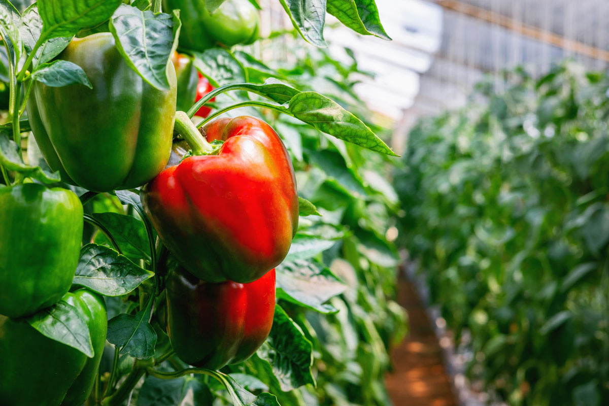    Фото: lovelyday12 / Shutterstock.com