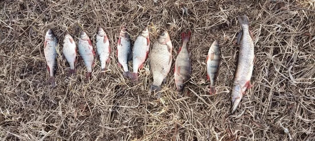    В Югре возбудили три уголовных дела по факту незаконной добычи рыбы