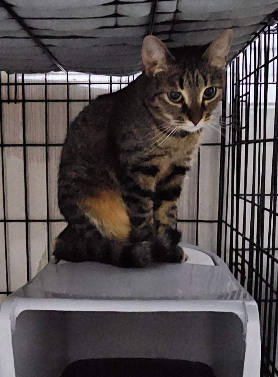 Ласка сейчас