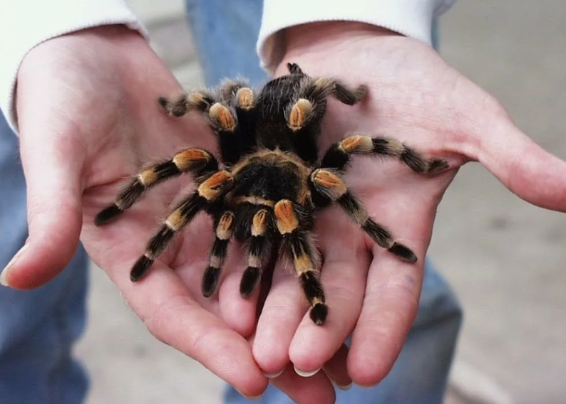 Паук Тарантул птицеед