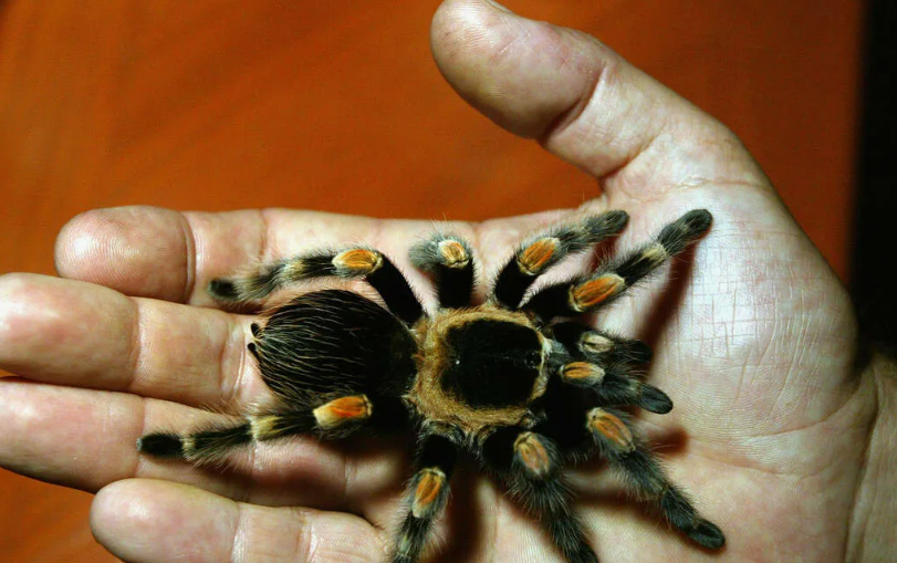 Австралийский птицеед