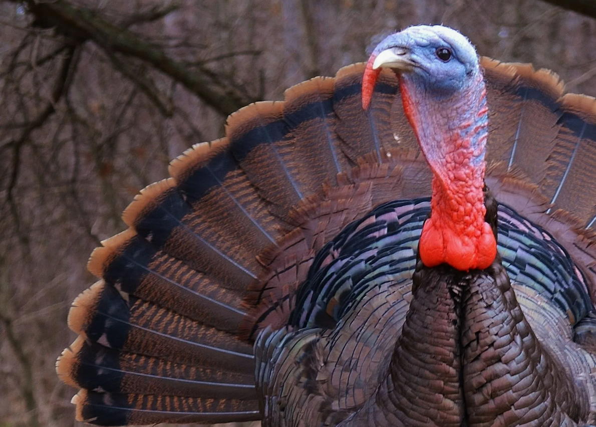 Дикий индюк