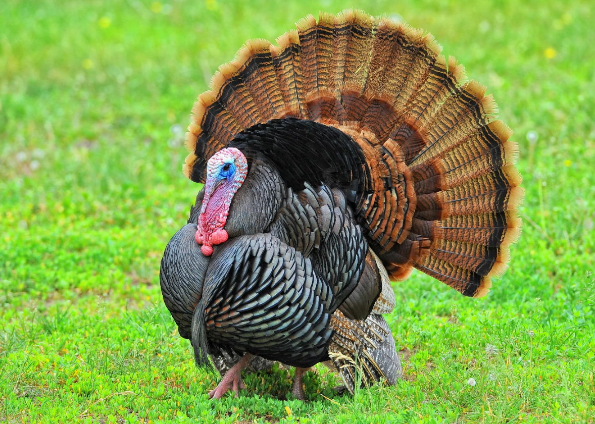 Индюк американский широкогрудый