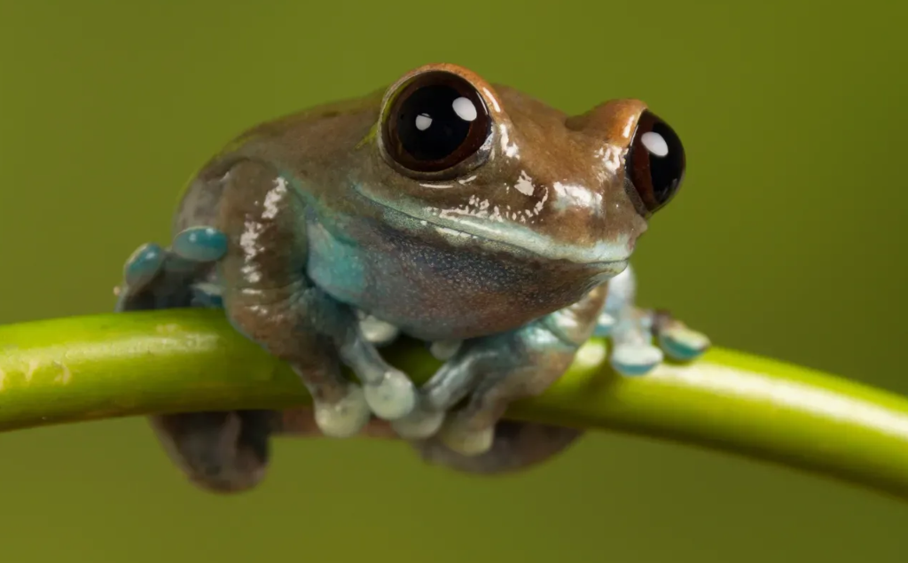 Лягушка древолаз