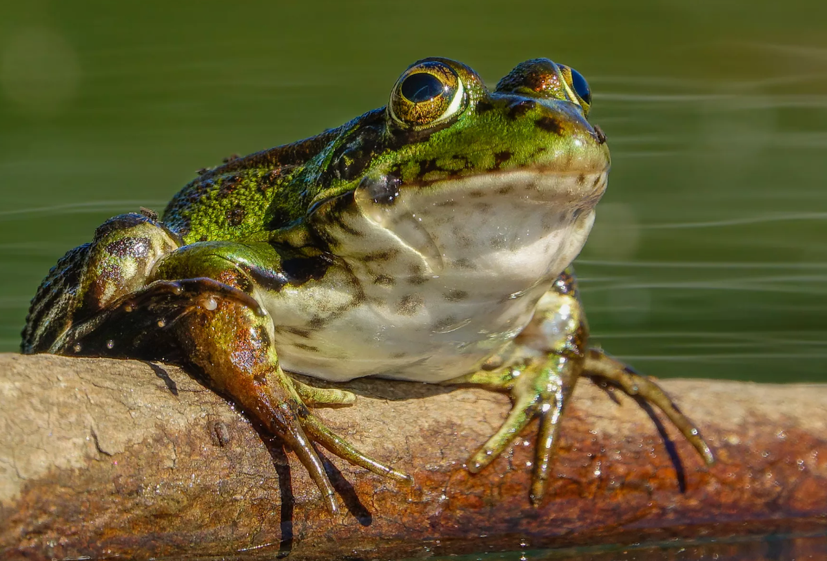 Лягушка Прудовая паротиды