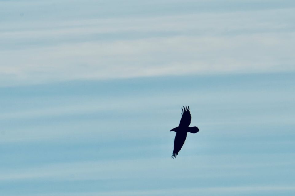    Бия в районе села Кебезень в Республике Алтай. Источник: Андрей Сороко / "Толк"