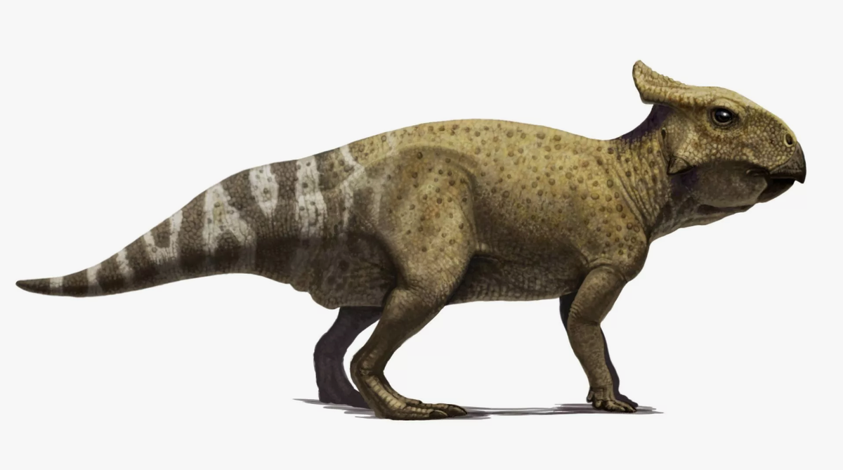 Протоцератопс динозавр