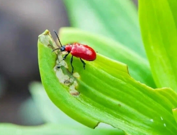 Фото из интернета