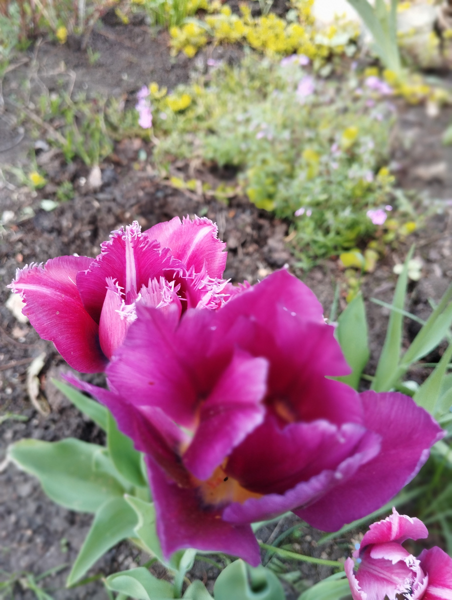 это мамины тюльпаны, 2025