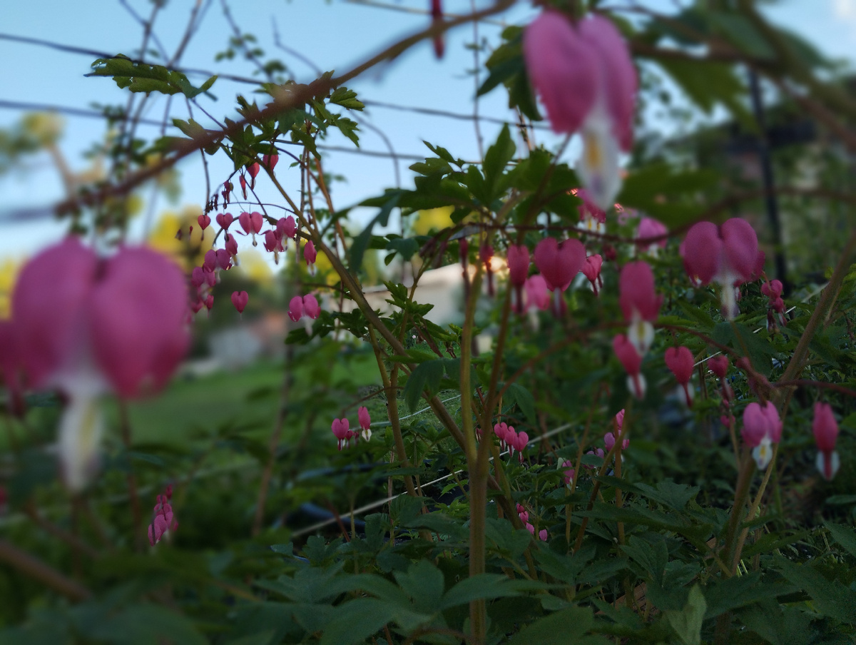 Цветок называется "Разбитое сердце"