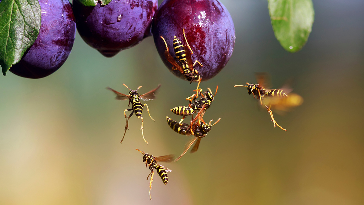     Фото: Bachkova Natalia/Shutterstock/FOTODOM Осы поедают плоды спелых сладких слив
