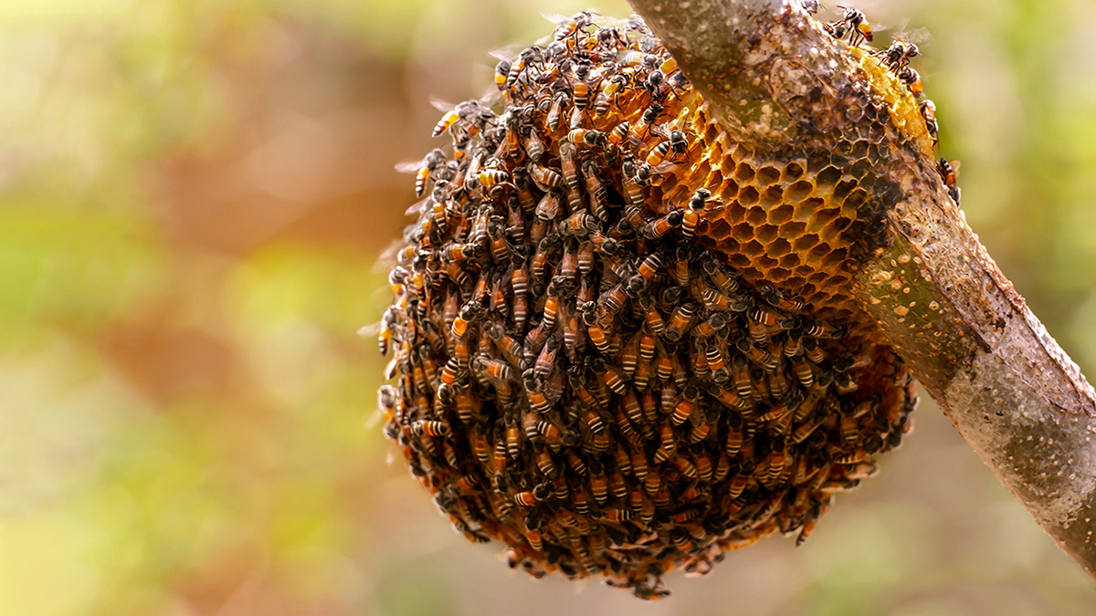     Фото: nicemyphoto/Shutterstock/FOTODOM Старшие пчелы спят по направлению к периметру или краю гнезда, а молодые — внутри ячеек или ближе к центру гнезда