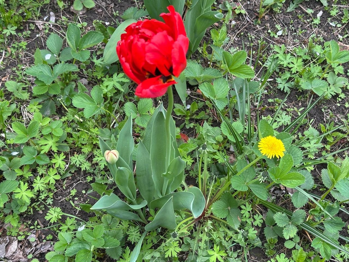 Ладе… оба цветка … Когда б вы знали из какого сора… 