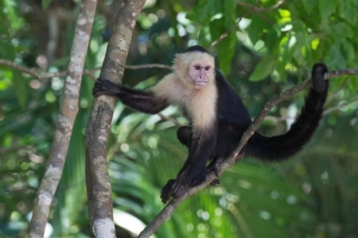    Ученые выявили случаи похищения детенышей среди обезьян