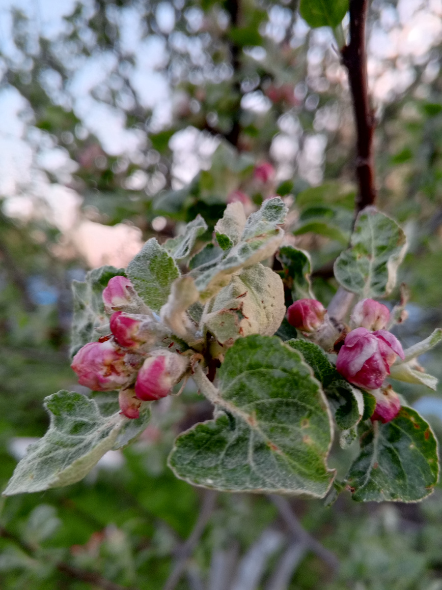 Розовые бутоны