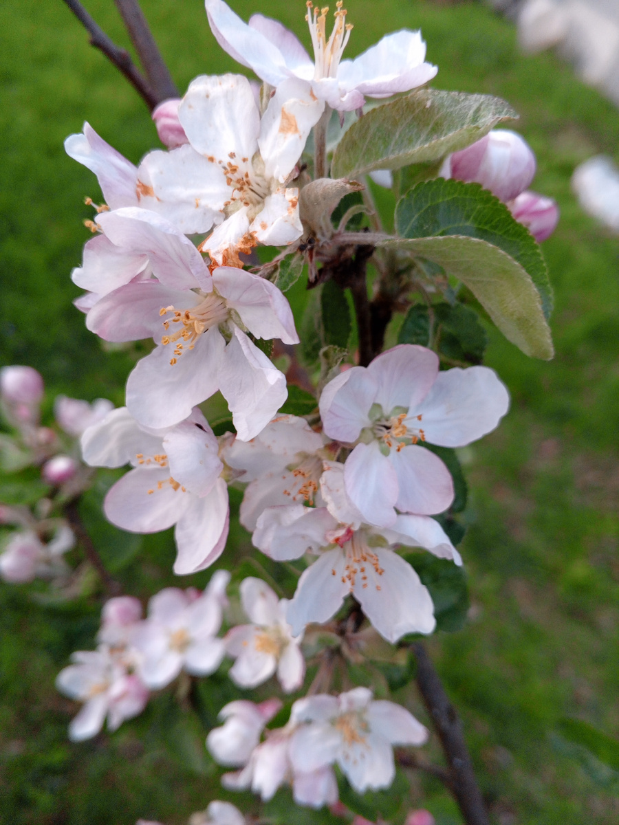 Яблоня в цвету