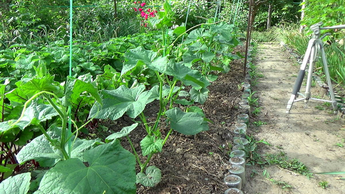 Огурец посажен на грядке север-юг