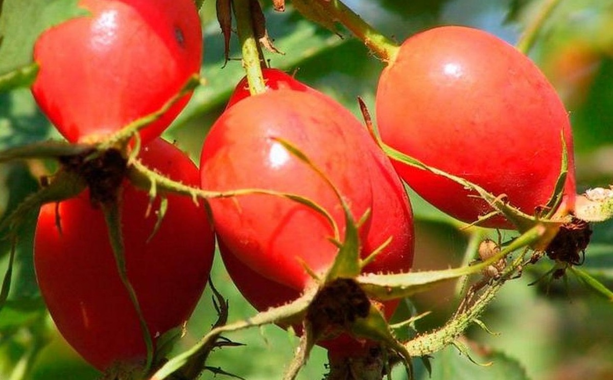 Витаминный ВНИВИ