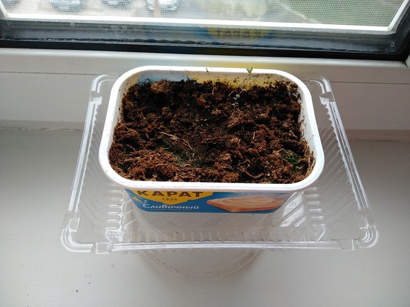 Клюковка растёт в ёмкости на  подоконнике квартиры. Окна выходят на восток