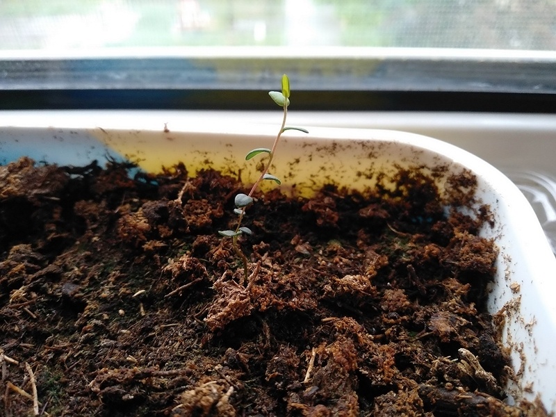 Сеянец клюквы в возрасте 1,5 месяца на подоконнике квартиры. Окно выходит на восток.